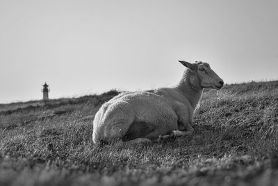 Sheep on the island sylt