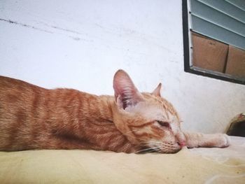 Close-up of cat sitting on floor