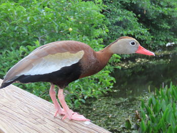 Black bellied whistling duck on a wooden railing
