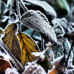 Close-up of snow on tree