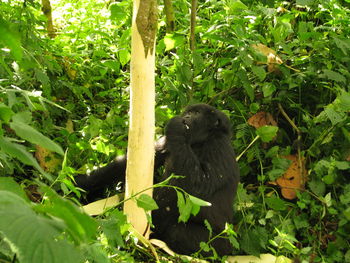 Monkey sitting on tree