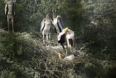 View of birds in park