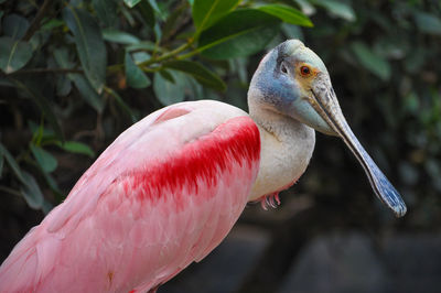 Close-up of a bird