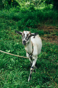 mammal