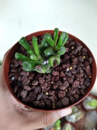 Close-up of hand holding potted plant