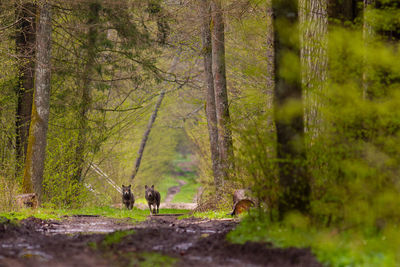 People walking in a forest