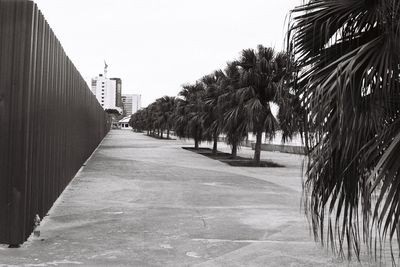 Footpath amidst palm trees and buildings against sky