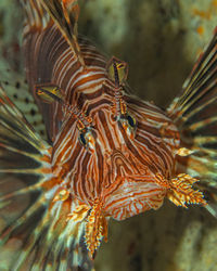 Close-up of fish swimming in sea