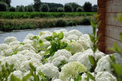 Close-up of plants in water