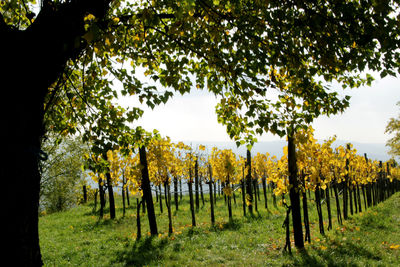 Trees on field