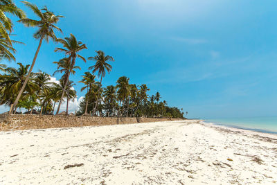 Palm trees on beach against sky