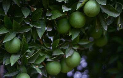 Close-up of fruits growing on tree