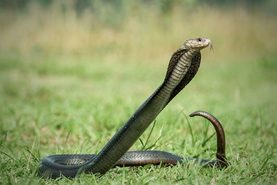 Close-up of snake