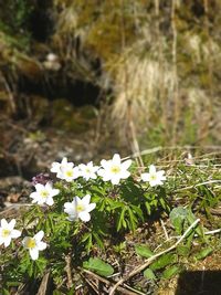 Close-up of crocus blooming outdoors