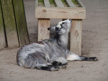 Goat in petting zoo 