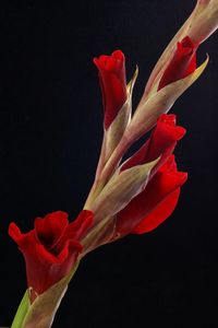 Close-up of red rose against black background