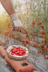 Midsection of person holding strawberry in basket