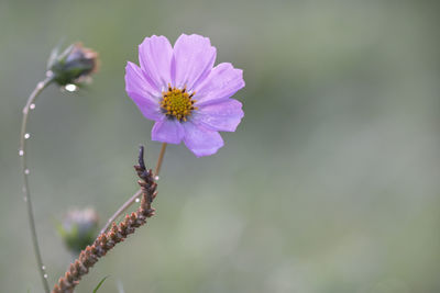 Close-up of purple flowering plant