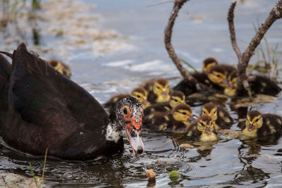 Ducks swimming in lake