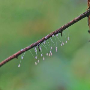 Close-up of wet spider on branch