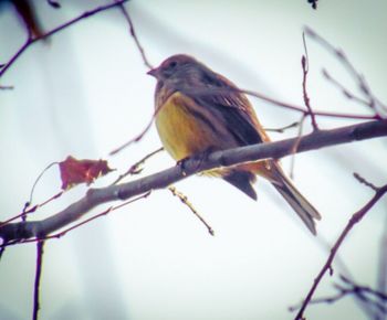 Close-up of bird perching on branch