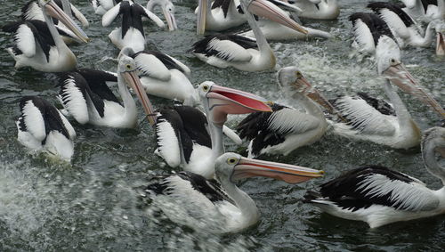 High angle view of ducks swimming in lake