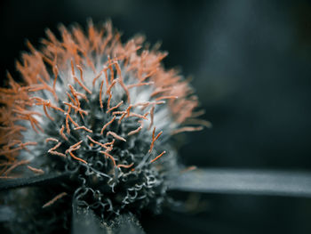 Close-up of wilted plant