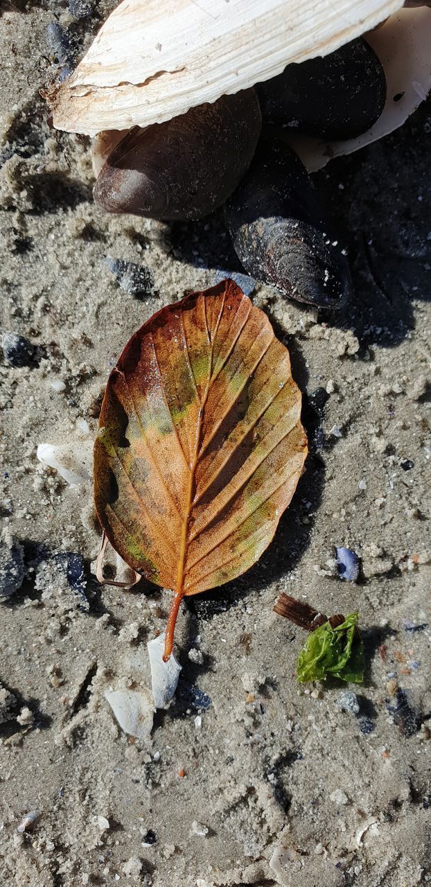 HIGH ANGLE VIEW OF DRY LEAF ON ROCKS