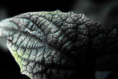 Close-up of plant against blurred background