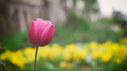 Close-up of pink crocus blooming outdoors