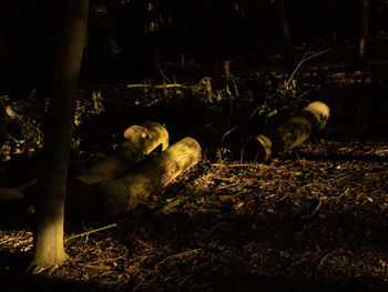 View of animal on field at night