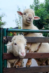 Portrait of sheep standing in pen