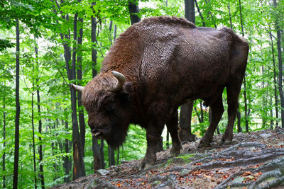 Bison in the wild woods of poland full frame camera trap