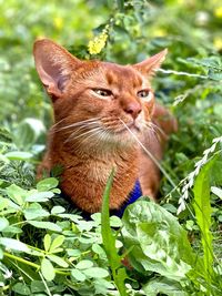 Portrait of a cat looking away