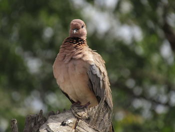 Close-up of dove bird on branch