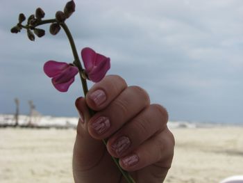 Cropped image of woman hand holding pink flower at beach against sky