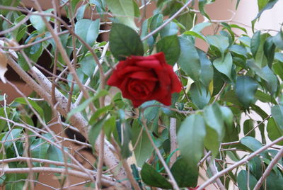 Close-up of red flowers blooming outdoors