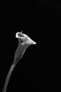 Close-up of flower against black background