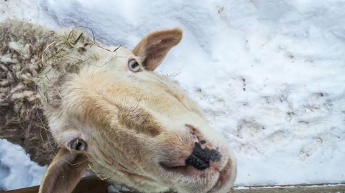 Close-up of a horse