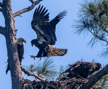 Low angle view of bird flying against clear sky