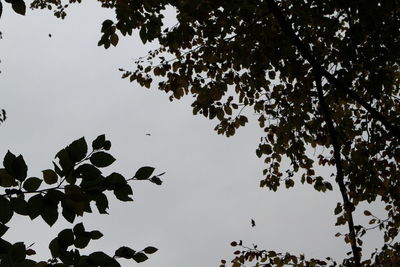 Low angle view of tree branch against sky