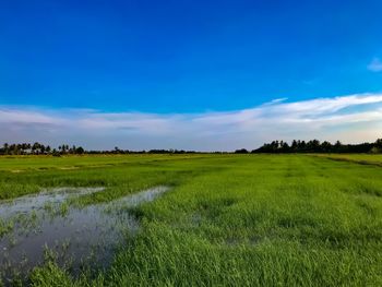 Scenic view of field against blue sky