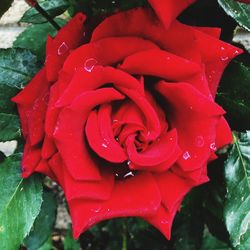 Close-up of red rose