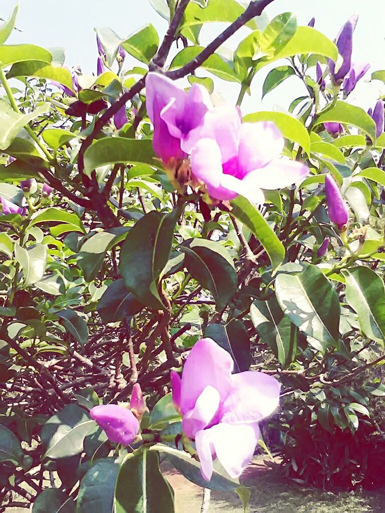 flower, growth, fragility, beauty in nature, freshness, nature, pink color, petal, springtime, close-up, tree, no people, branch, blossom, outdoors, sunlight, flower head, day, plant, low angle view, sky