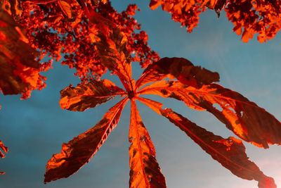 Low angle view of autumn leaves against clear sky