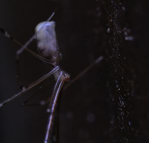 Close-up of insect