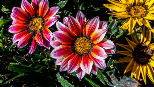 Close-up of flowers blooming outdoors