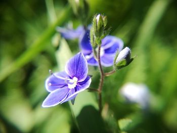 Close-up of purple flowers blooming outdoors