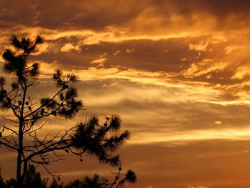 Low angle view of silhouette trees against dramatic sky