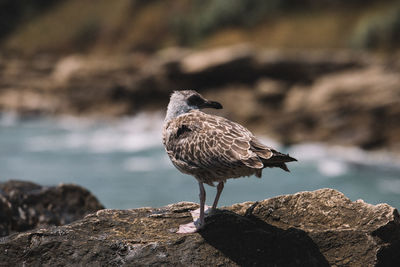 Close-up of bird perching on rock